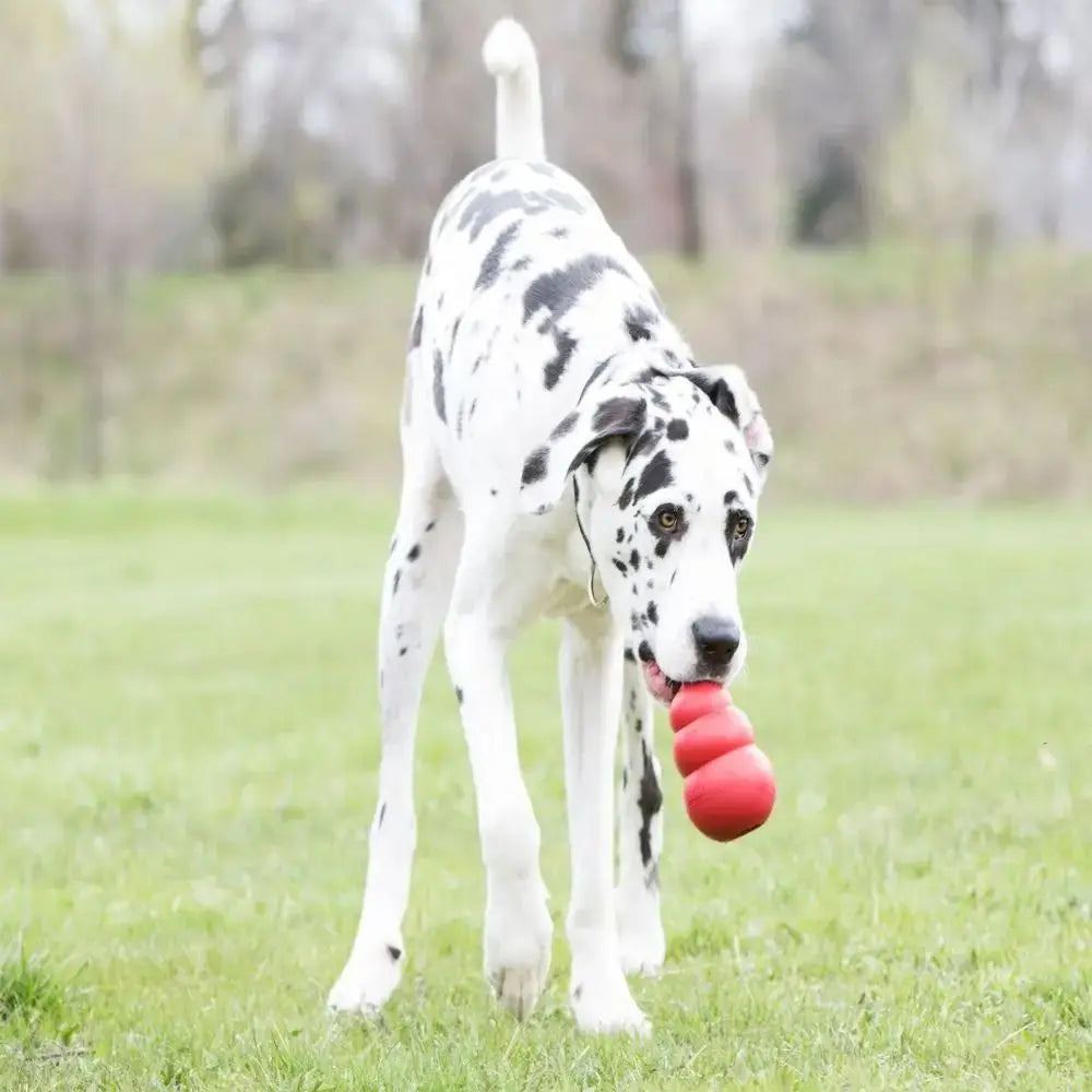 Durable Chew Fetch Toy